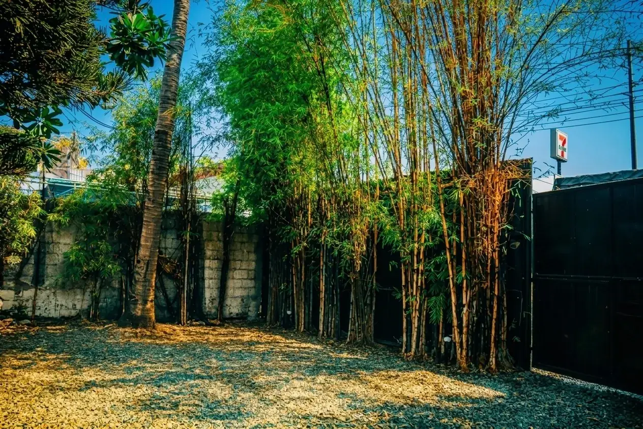 Villa 1 — gravel parking yard screened by bamboo, with the perimeter wall and gate
