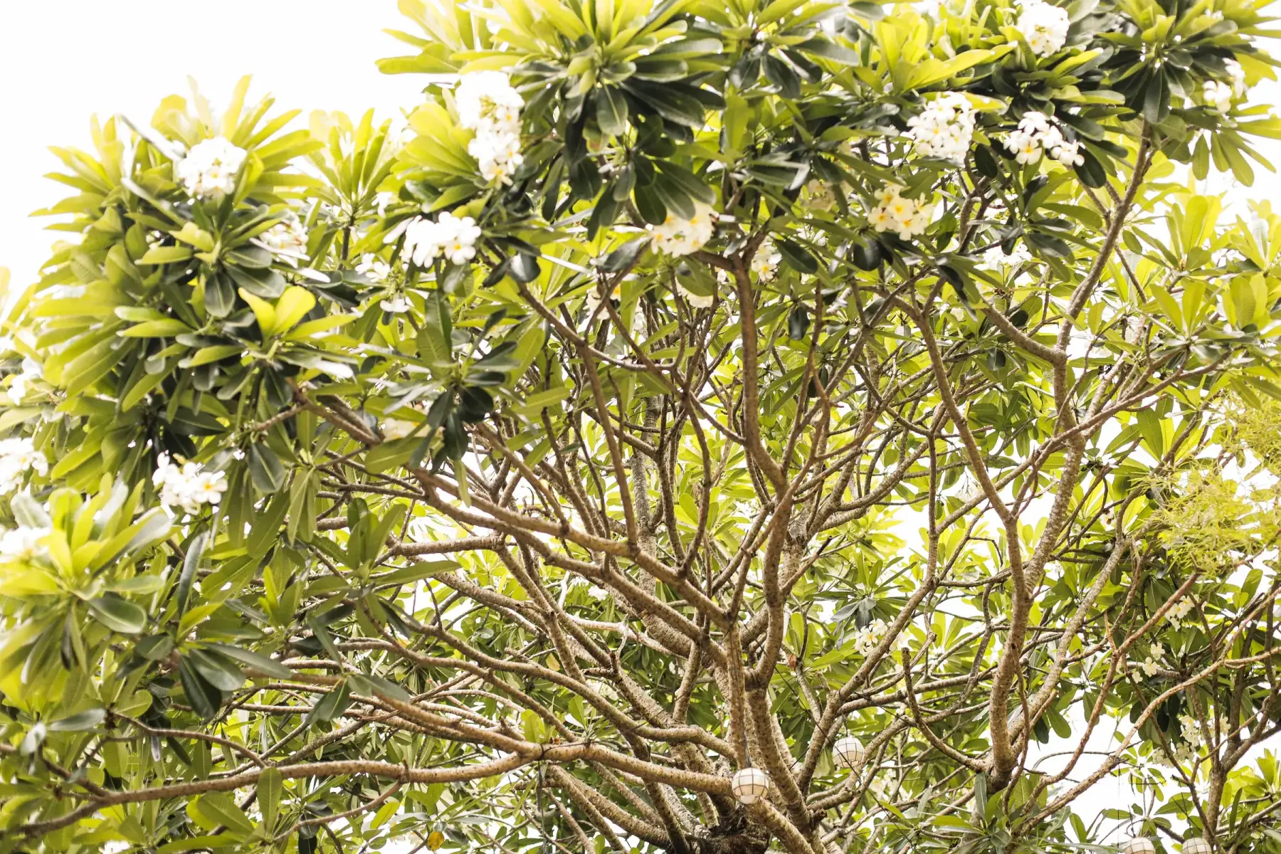 Villa 3 — kalachuchi tree in bloom